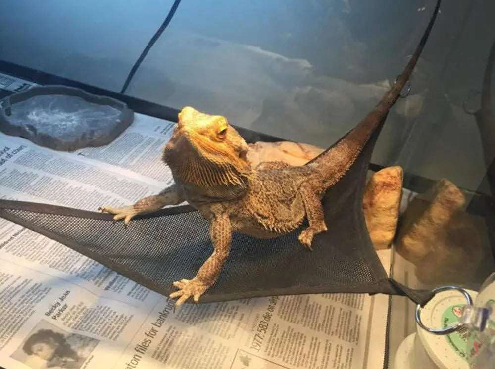 Reptile Hammock can be purchase at Adorable Pet Supply.