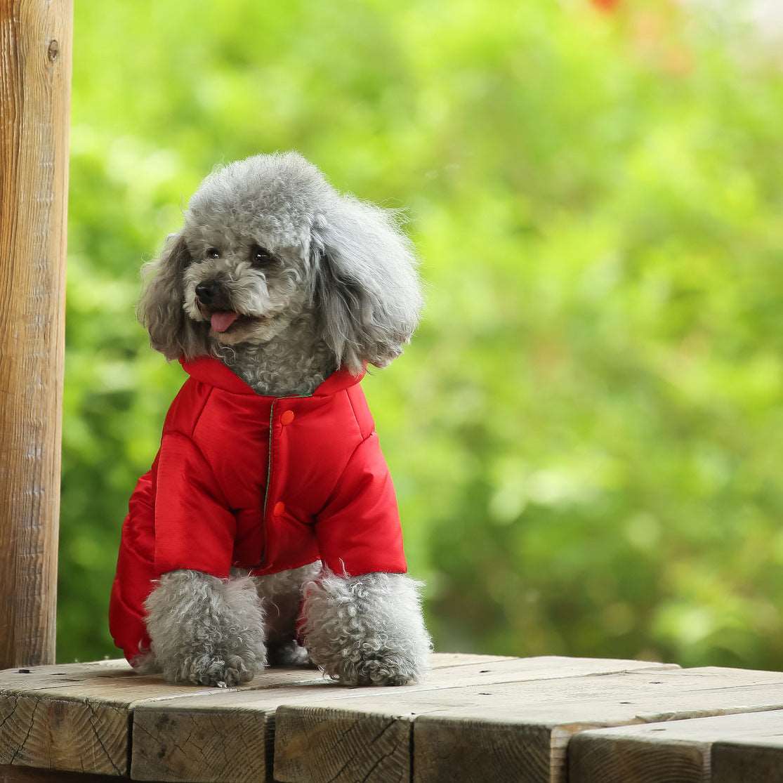 A Winter Doggie Down coat with bright colors and warm enough for the winter.