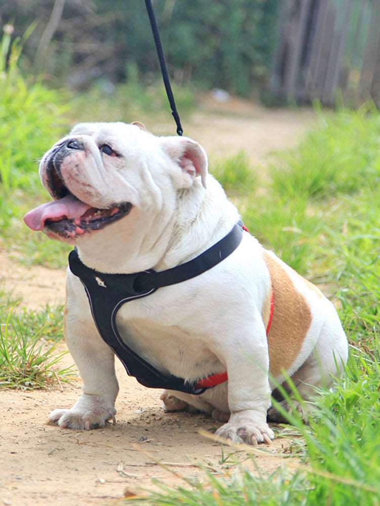 Copenhagen Dog Harness | Mesh Dog Harness