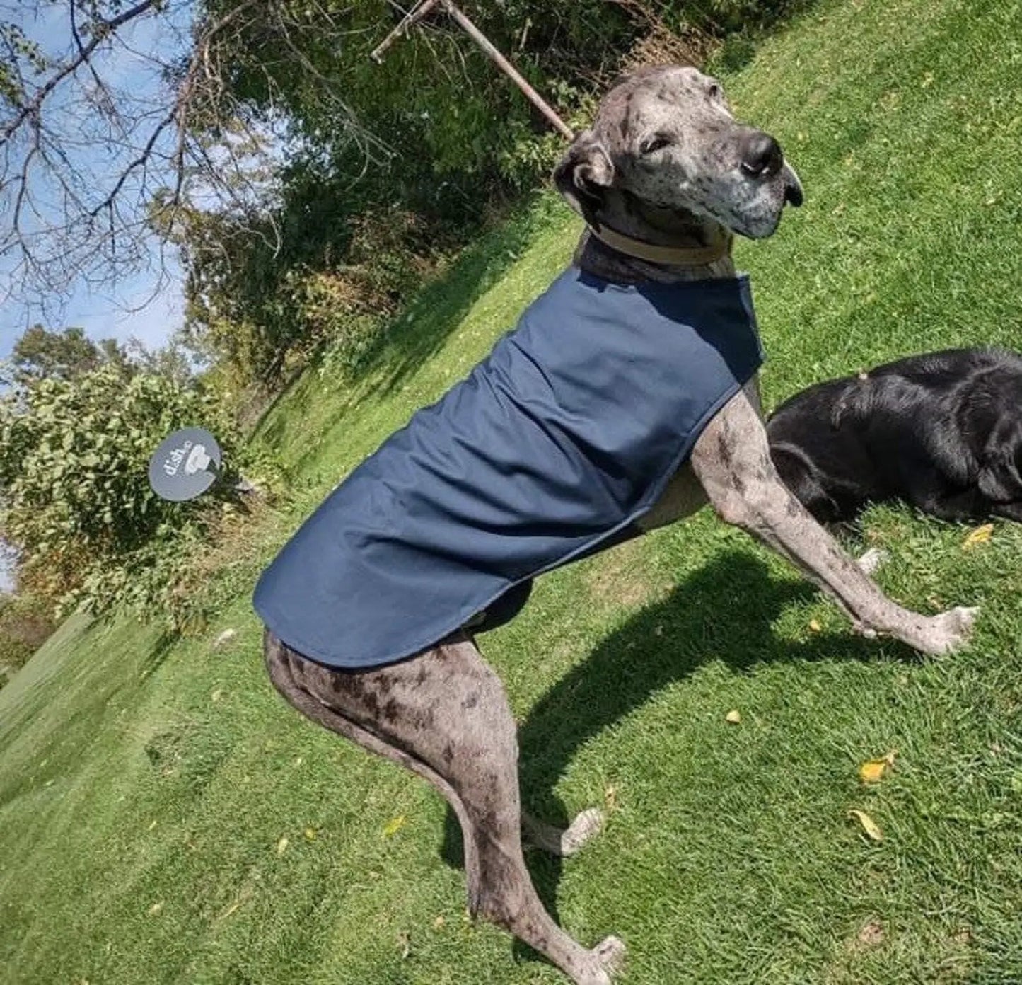 Country Canine Dog Coats - (Fits 40 -175 lbs)