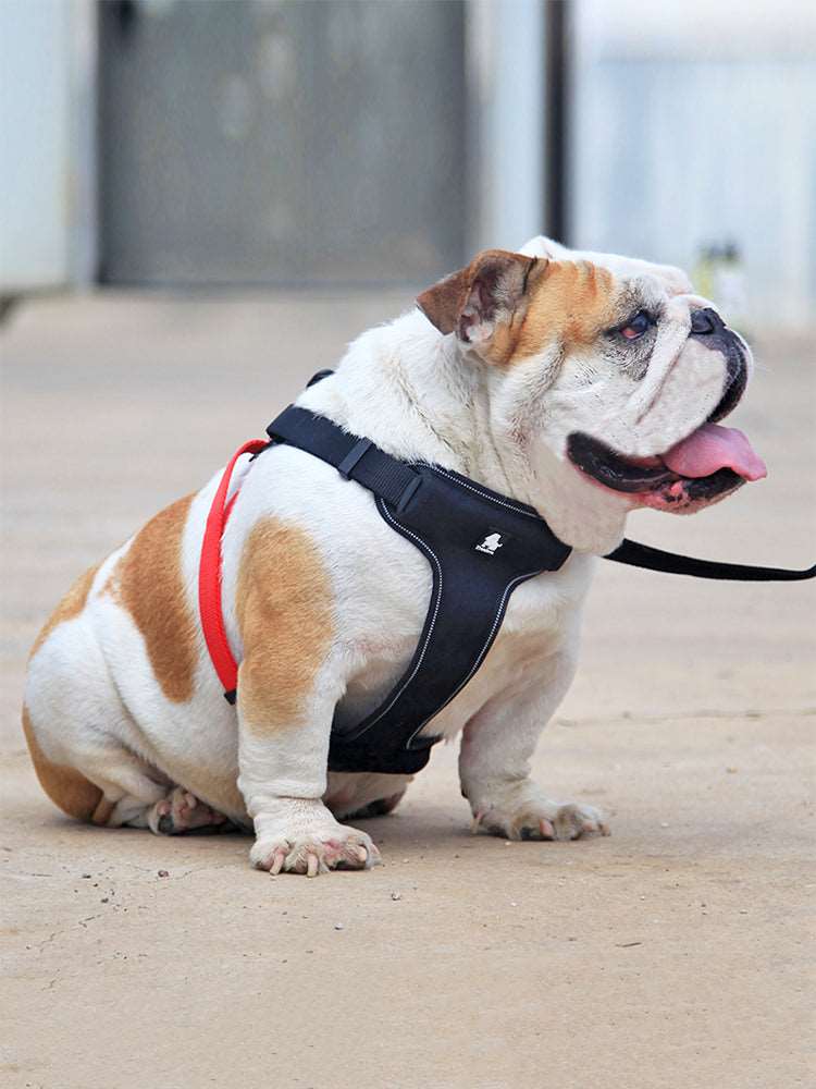 Copenhagen Dog Harness | Mesh Dog Harness