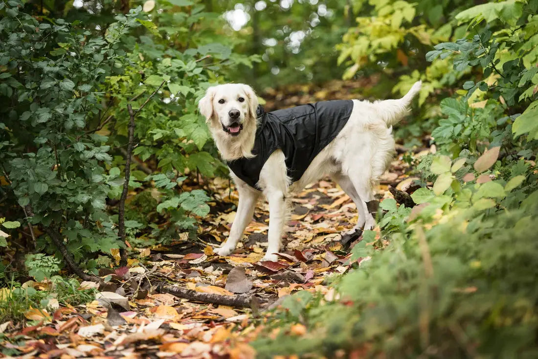 Waterproof Dog Coat | Best Dog Raincoat