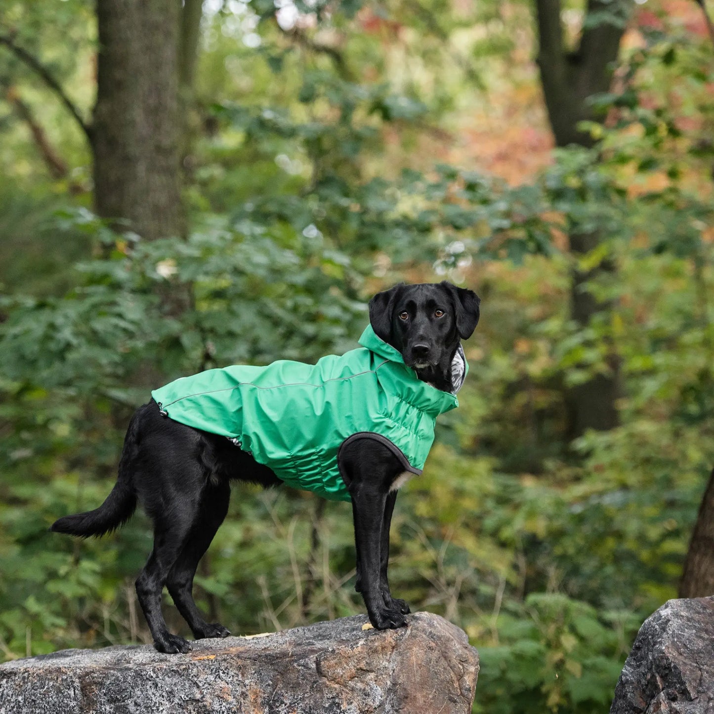 GF PET Reversible Elasto Raincoat available at Adorable Pet Supply.