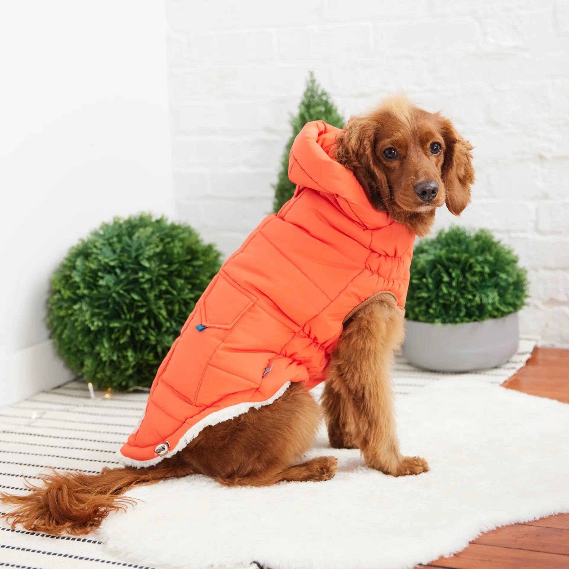 GF Pet Puff Parka  available at Adorable Pet Supply.