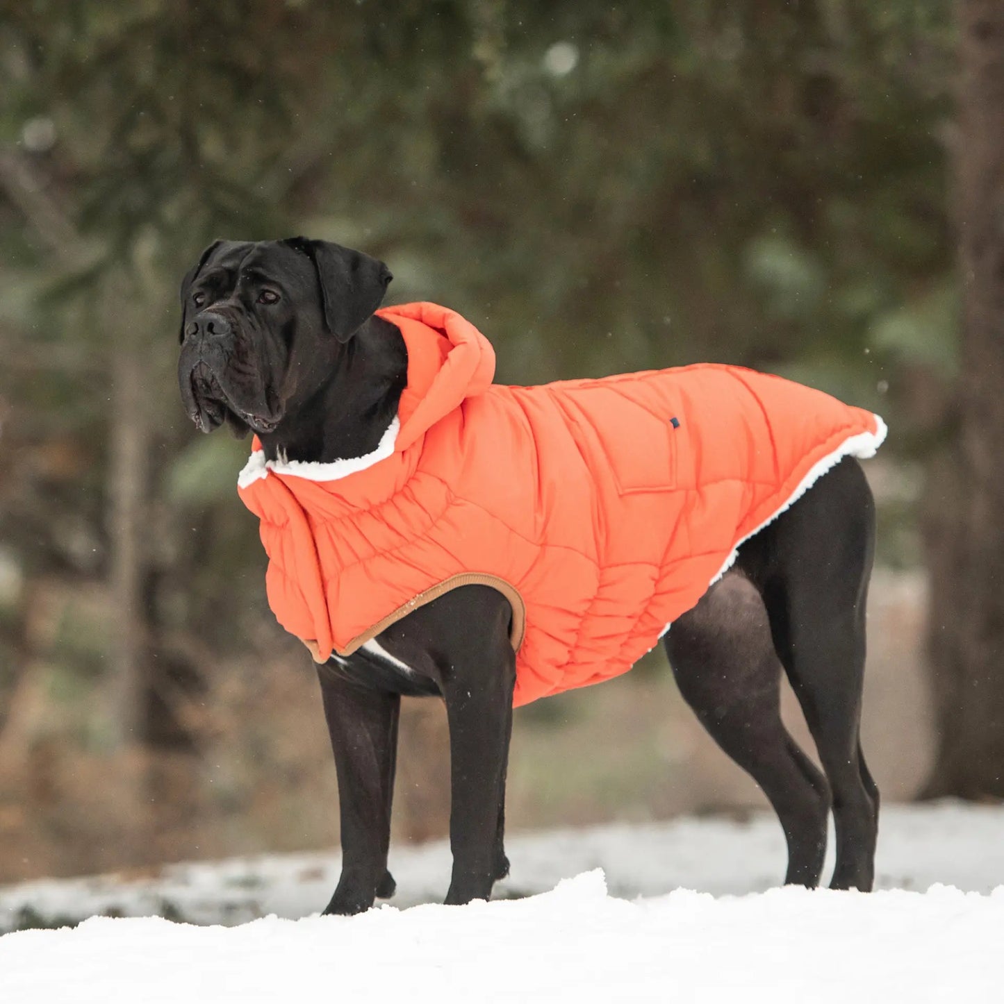 GF Pet Puff Parka available at Adorable Pet Supply.