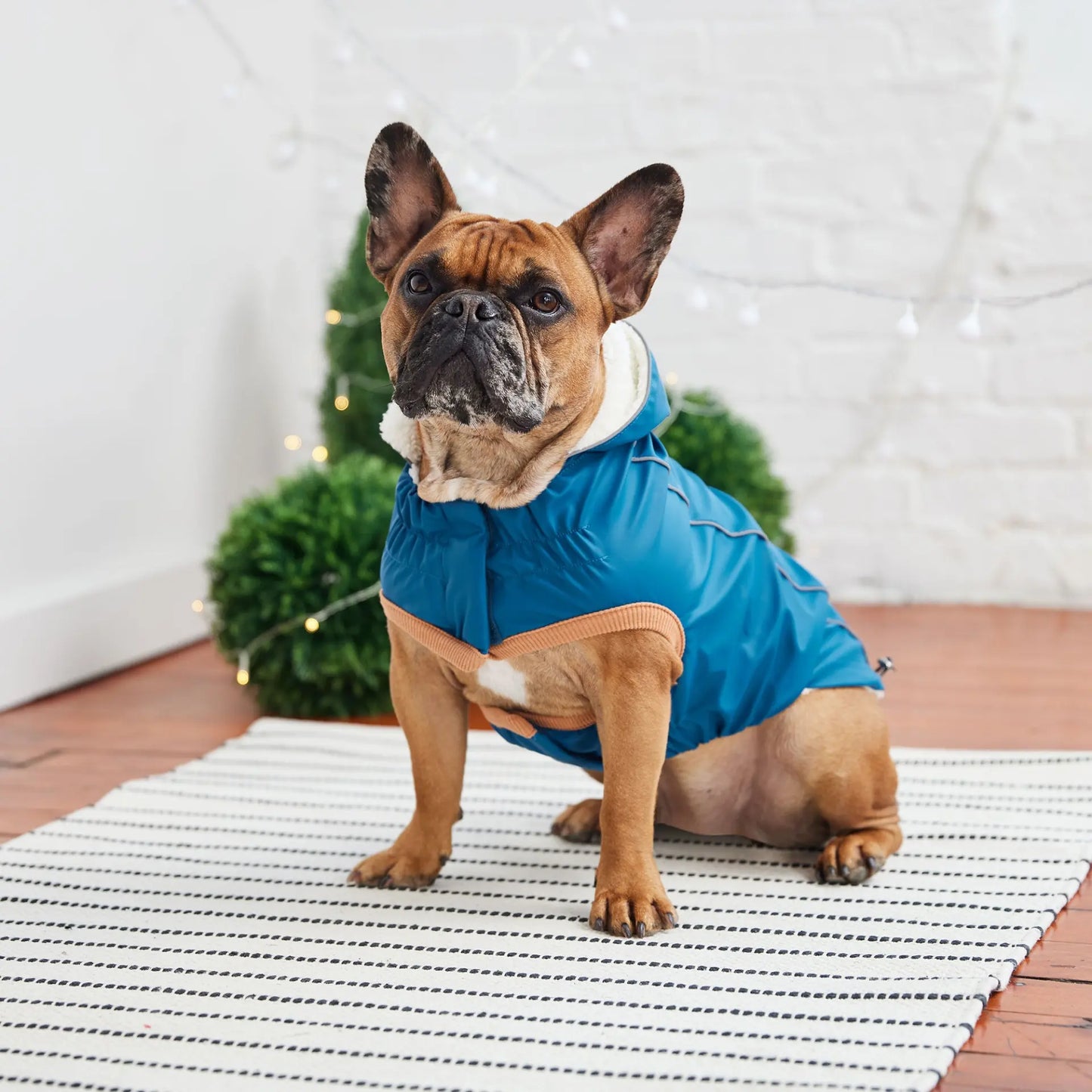 GT Pet Blue Insulated Raincoat available at Adorable Pet Supply.