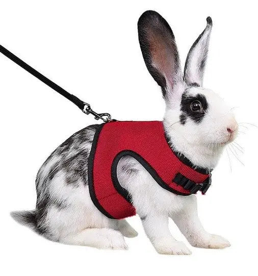 Rabbit Harness & Leash Combo available at Adorable Pet Supply.