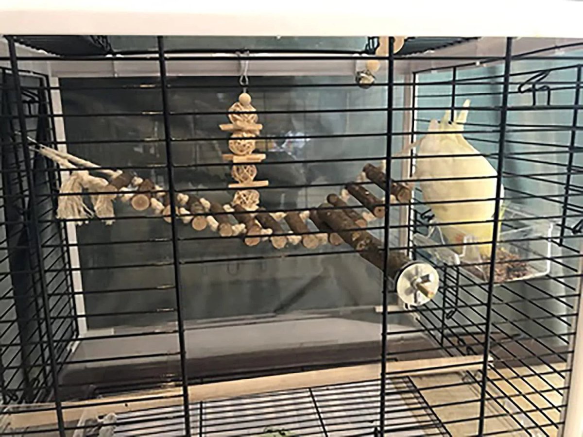 Bird Toy Arrangement