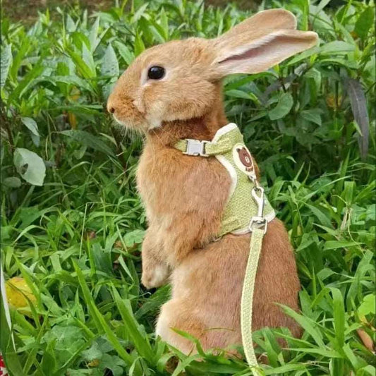 The cutest harness for Rabbits in multi-colors.