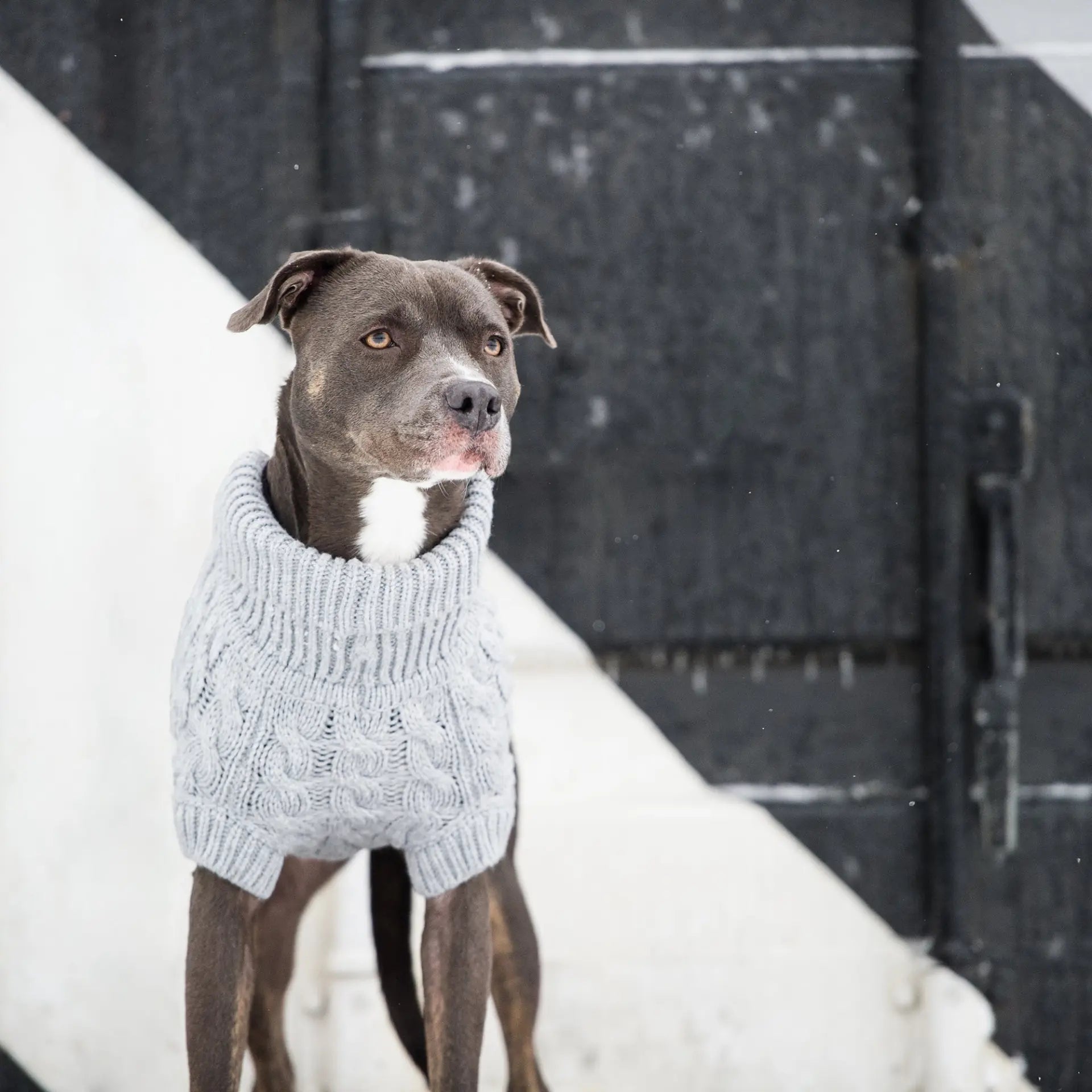 GF Pet Chalet Dog Grey Sweater available at Adorable  Pet Supply