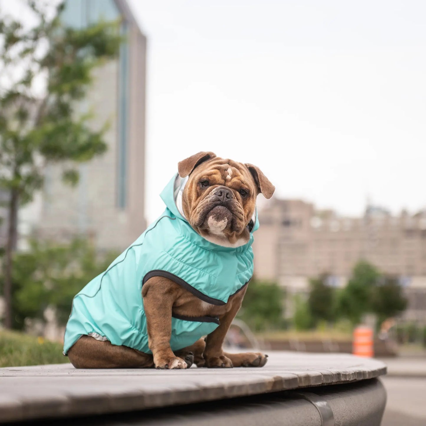 GF Pet Reversible Raincoat - Neon Aqua available at Adorable Pet Supply.