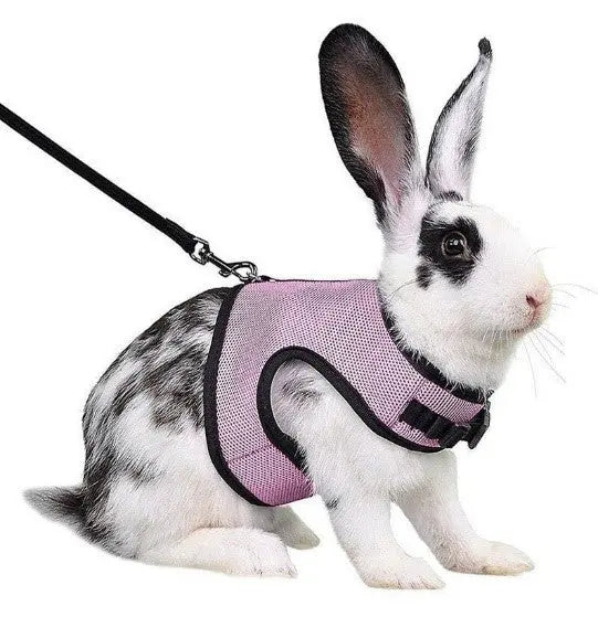 Rabbit Harness & Leash Combo available at Adorable Pet Supply. 